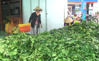 Cà Mau làm rõ việc thương lái “bí ẩn” thu mua lá nhàu tươi