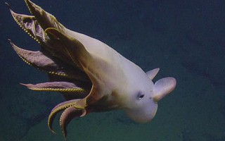 Phát hiện “bạch tuộc ma” ở độ sâu hơn 3.000 m dưới đại dương