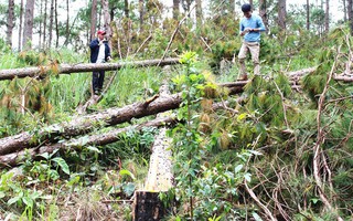 Sau phản ánh của Báo Người Lao Động: Chủ tịch tỉnh Lâm Đồng chỉ đạo ngăn chặn phá rừng