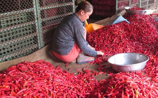 Malaysia dừng nhập khẩu ớt từ Việt Nam