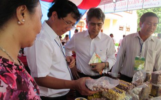 Trồng điều hữu cơ tại Campuchia để xuất khẩu
