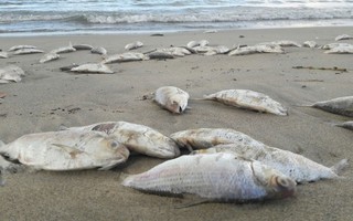 Truy tìm nguyên nhân cá chết đầy biển Đà Nẵng