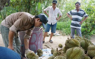 Vắng bóng thương lái mua sầu riêng, nông dân miền Tây lo lắng