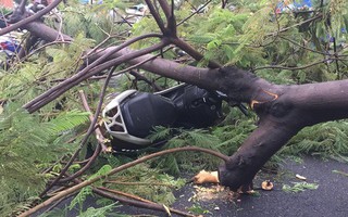 Ảnh hưởng bão số 9: TP HCM mưa lớn, cây gãy đổ đè chết người đi đường