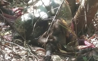 Đồng Nai: Bò tót nặng 700kg chết trong rừng là do.. ôtô tông