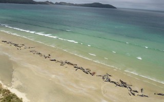 Nước mắt 145 con cá voi chết trên bờ biển New Zealand