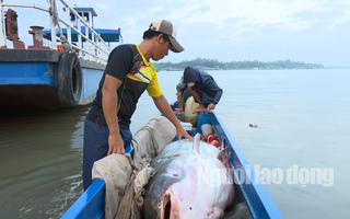 1 Việt kiều mua được cá tra dầu “khủng” nặng 240 kg