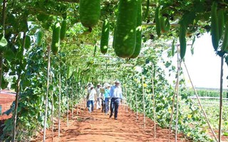 "Nhà khoa học còn thua... người chăn bò"!?