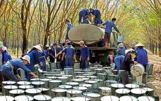 Xuất khẩu cao su thứ 3 thế giới, Việt Nam vẫn phải nhập hàng tỉ USD để sản xuất