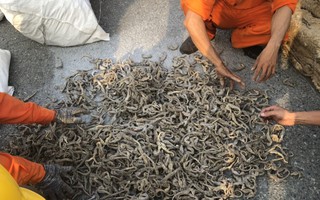 500 kg cá ngựa khô được giấu trong da cừu