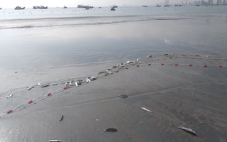 Ngợp với cảnh đầy ắp cá đối "áp sát" bờ biển Đà Nẵng