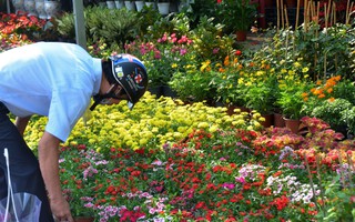 Nhà vườn Đà Lạt dè dặt tăng sản lượng hoa Tết