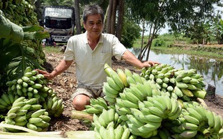 Mùa chuối “đắng”