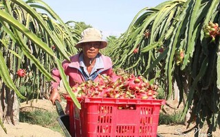 Thương lái Trung Quốc đẩy giá thanh long tăng vọt