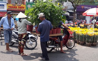 Người bán hoa kiểng ở miền Tây thà chở về chứ không bán rẻ như cho