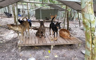 Giải cứu chó Xoáy Phú Quốc từ quán “cầy tơ”