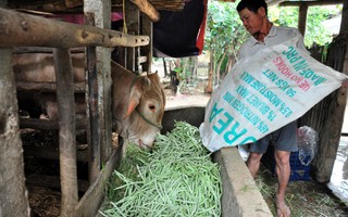 Nước mắt người trồng rau ngày mùng 3 Tết