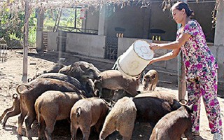 Về tận làng quê “khuân” lợn rừng, gà chân voi... ăn Tết