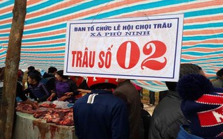 Bộ Văn hoá yêu cầu không giết trâu bán thịt tại Hội chọi trâu