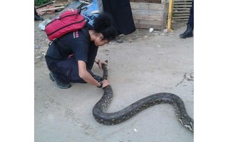 Sống chung với rắn ở Jakarta