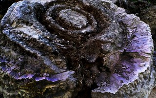 San hô hóa thạch hình bông hồng ở đảo Lý Sơn