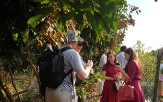 Úc kiểm tra, đánh giá vùng trồng nhãn của Việt Nam