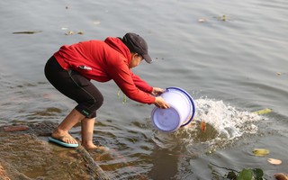 Cá chép đưa ông Táo bị "xử đẹp" khi vừa đến sông Sài Gòn