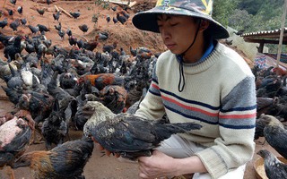 Bí quyết làm giàu nhờ nuôi con ô tía bằng rau rừng