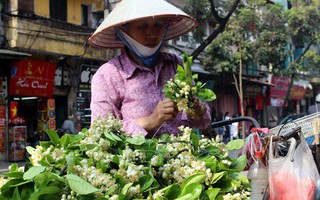 Truy tìm nguồn gốc hoa bưởi bán đầy phố Hà thành