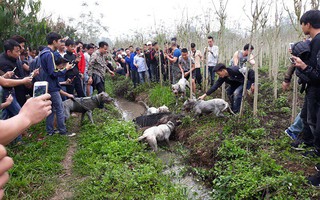 Thú chơi man rợ  của những người  có tiền