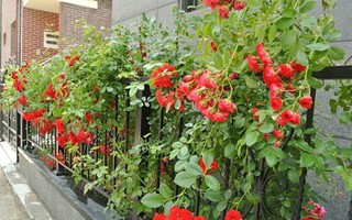 8 loài hoa đẹp bình dị, dễ trồng cho sân vườn nhà phố