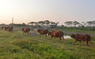 Nghi án anh em thầy giáo chém chết trẻ chăn bò