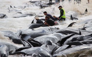 Úc: Hơn 100 con cá voi mắc cạn, phơi xác trên bãi biển