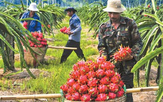 Những lưu ý mới nhất khi xuất khẩu trái cây sang Trung Quốc