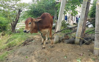 Vụ bán bò giống chính sách cho lò mổ: Đồng ý nộp lại tiền