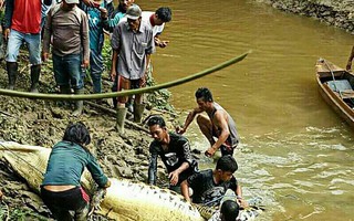 Mổ bụng cá sấu, tá hỏa phát hiện chân tay người