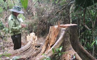 Phó chủ tịch Quảng Nam: Thấy rừng bị phá cảm giác như máu mình đổ xuống