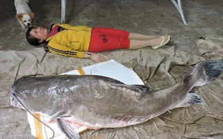 Mua được cá lăng khủng nặng hơn 85kg