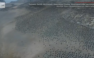 Bầy chim cánh cụt khổng lồ trên quần đảo Nguy Hiểm