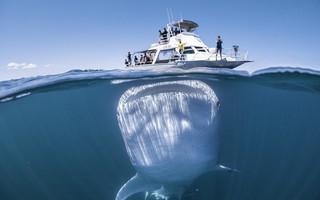 Độc đáo hình ảnh cá nhám voi “đội” thuyền trên đầu