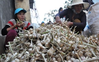 Bất lực nhìn tỏi Lý Sơn bị giả