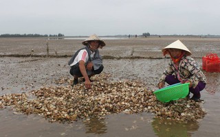 Nghêu bất ngờ chết trắng bãi