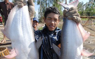 ASEAN thay thế vị trí EU trong nhập khẩu cá tra Việt Nam