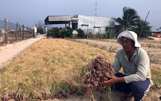 "Thủ phủ" hành, tỏi Ninh Thuận khốn đốn