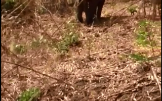 Truy tìm voi rừng dính bẫy thú