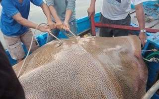 Ngư dân Bình Thuận câu được cá ó sao "khủng" hơn 120 kg