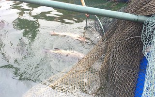 Cá, mực trong bè nổi ở khu vực cảng Vũng Áng chết bất thường