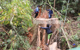 Công an tỉnh tham gia điều tra vụ "thảm sát" rừng lim cổ thụ