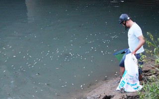 Khẩn cấp truy tìm thủ phạm vụ cá chết bất thường ở Quảng Ngãi