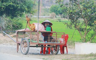 Thịt dê “thấm” bụi bẩn bán tràn lan bên đường vào Tràng An